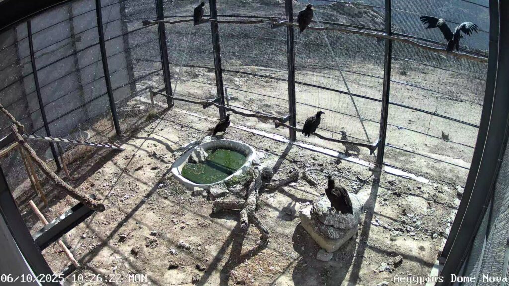 Cinereous Vultures in the acclimatisation station, socialising with a Cinereous Vulture outside. Image taken by video surveillance cameras