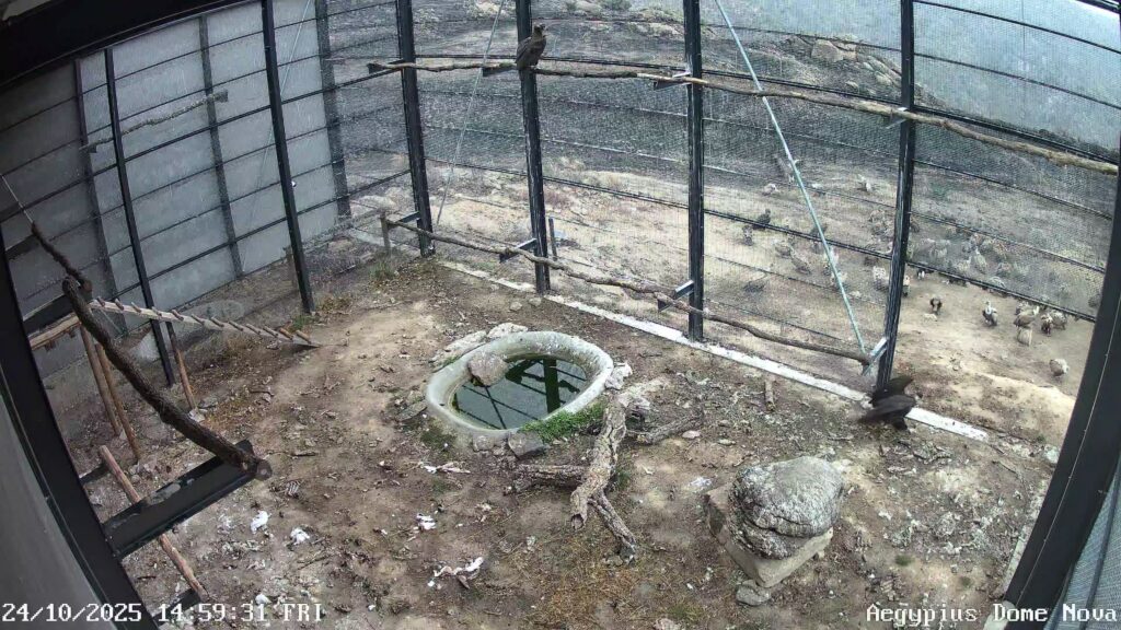 Cinereous Vultures leaving the acclimatisation cage; Griffon Vultures outside. Image taken from video surveillance cameras.