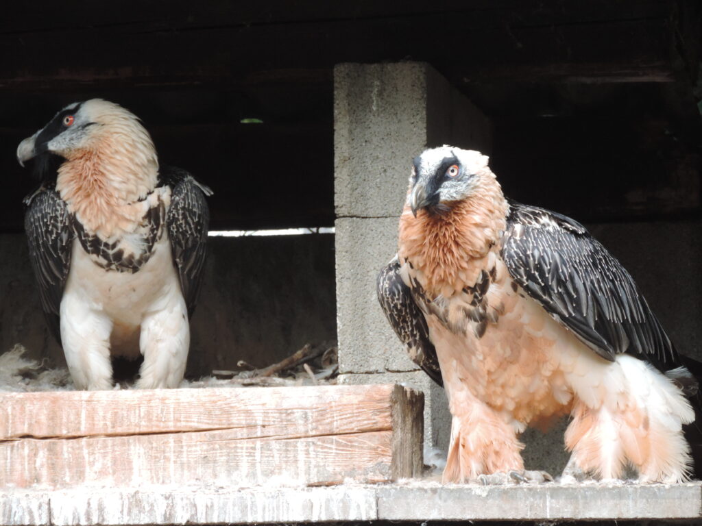 A male Bearded Vulture on the left and a female Bearded Vulture on the right in an enclosure at the Richard Faust Zentrum