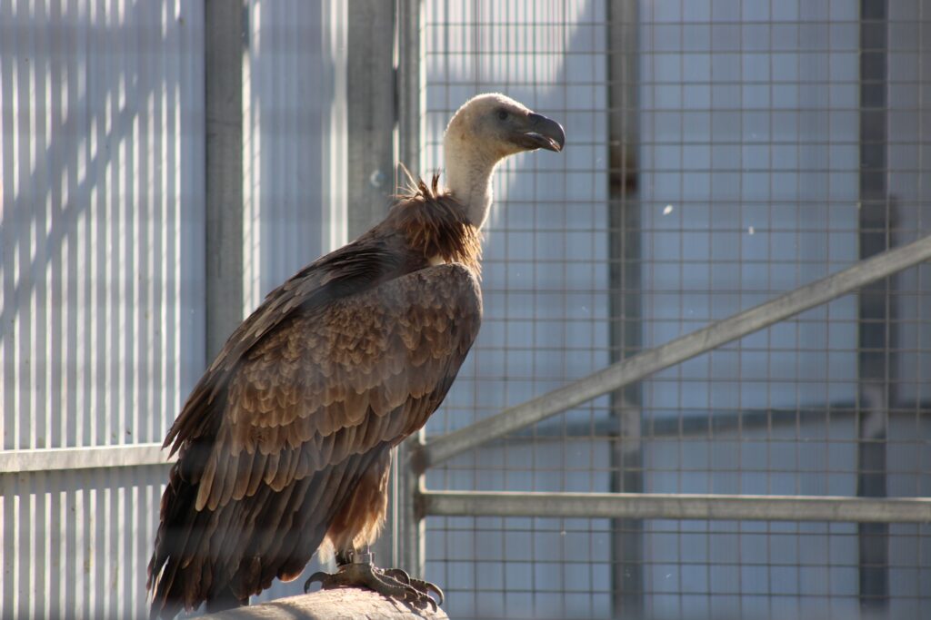 Griffon Vulture release in Cyprus © Leanne Quille