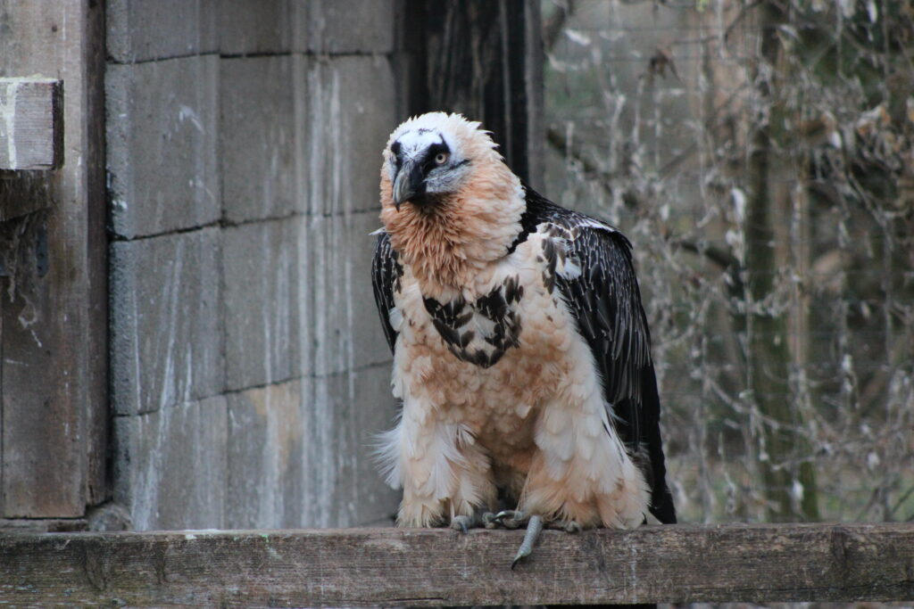 Female Bearded Vulture perching on a wooden pole in her artificial enclosure