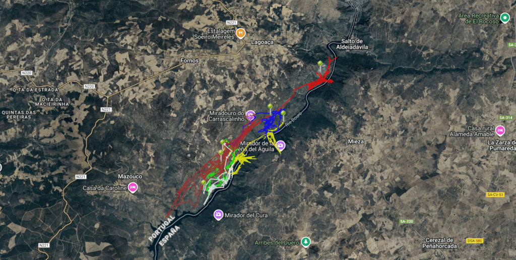 Movements of the six soft-released Cinereous Vultures since their return to the wild.