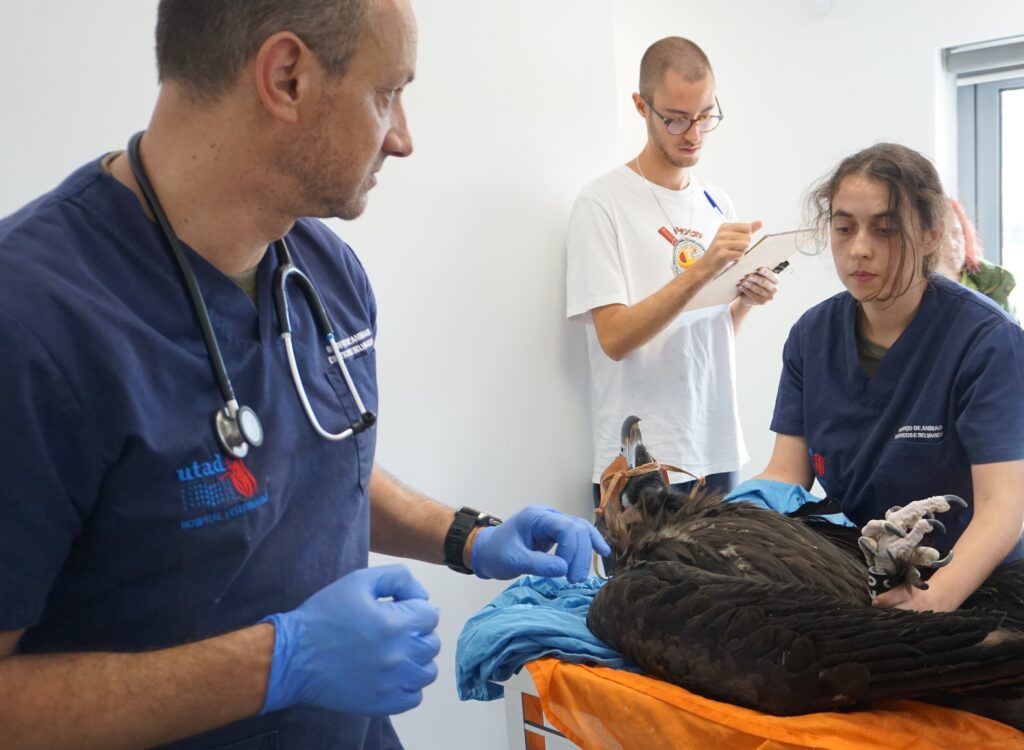 Veterinary check-up of a Cinereous Vulture at CRAS HV-UTAD before relocation to the acclimatisation station ©Palombar