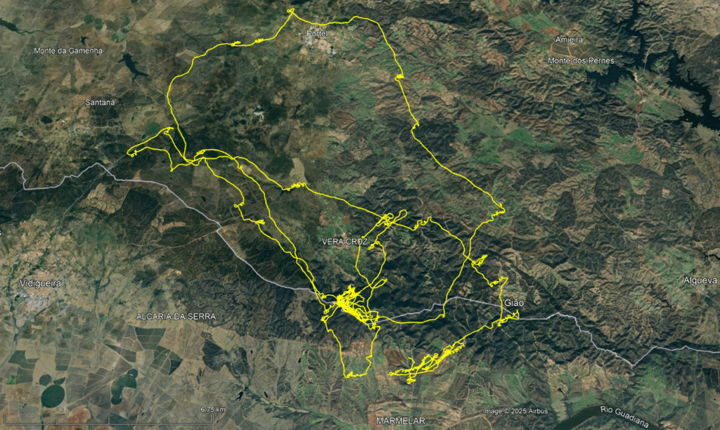 Movements of the Cinereous Vulture Pousio on his first day back in the wild. 