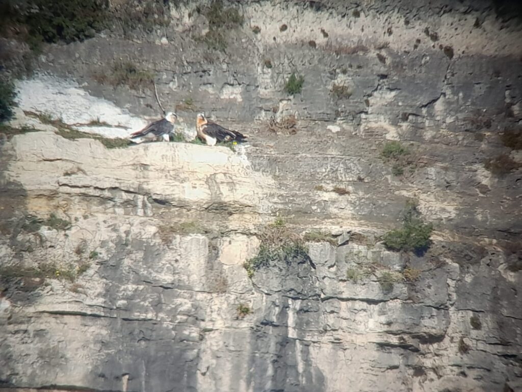 Bearded Vultures Amic and Bassi, November 2025