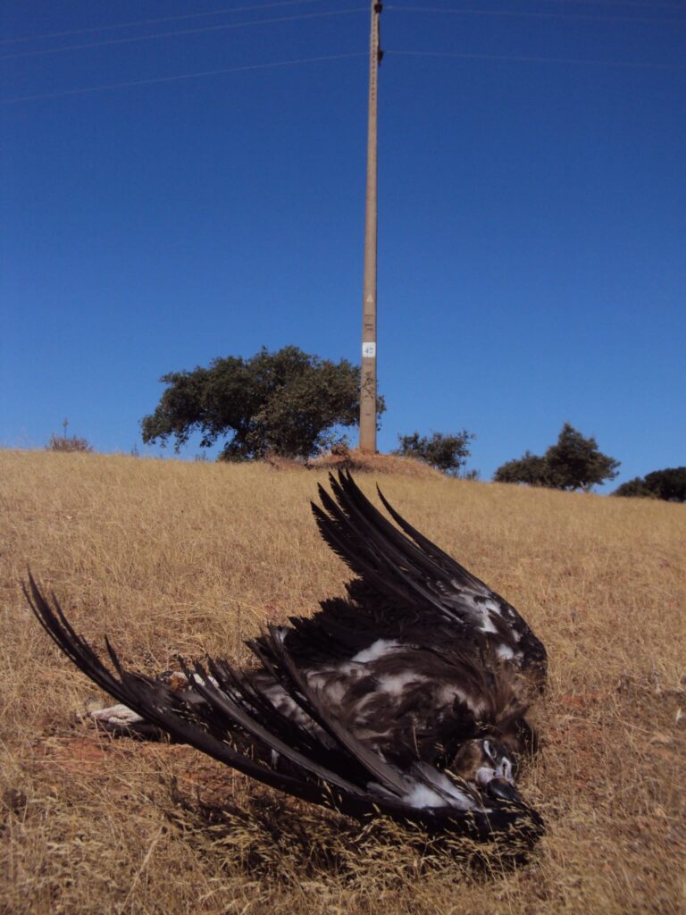 Cinereous Vulture killed by electrocution on a power line. ©Quercus