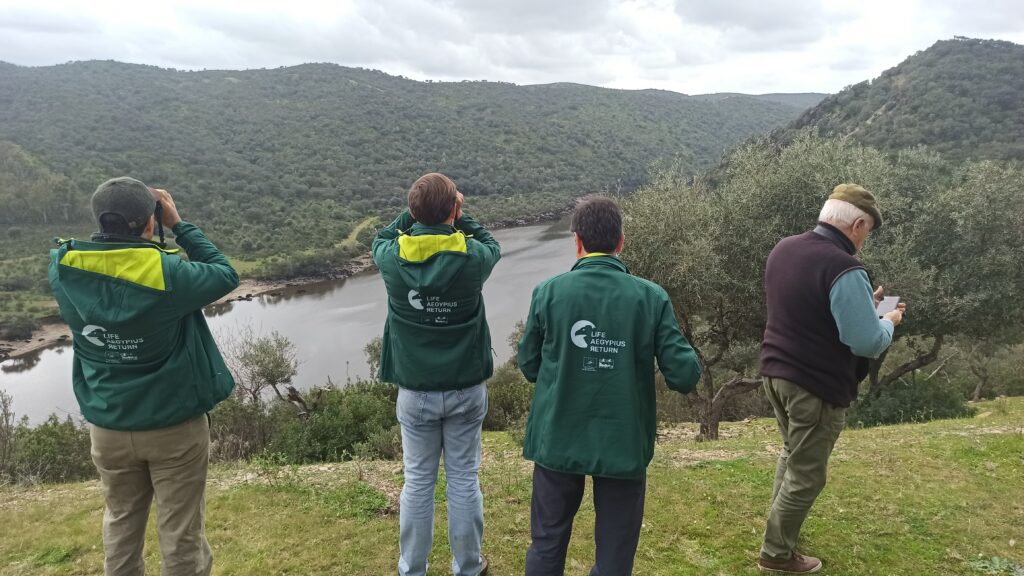 Cinereous Vulture monitoring in the Tejo Internacional ©VCF 