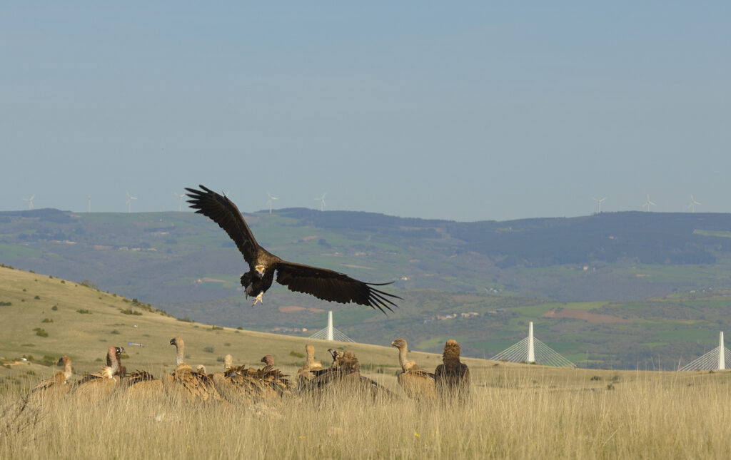 Cinereous Vulture with wind farm in the background © Bruno Berthemy
