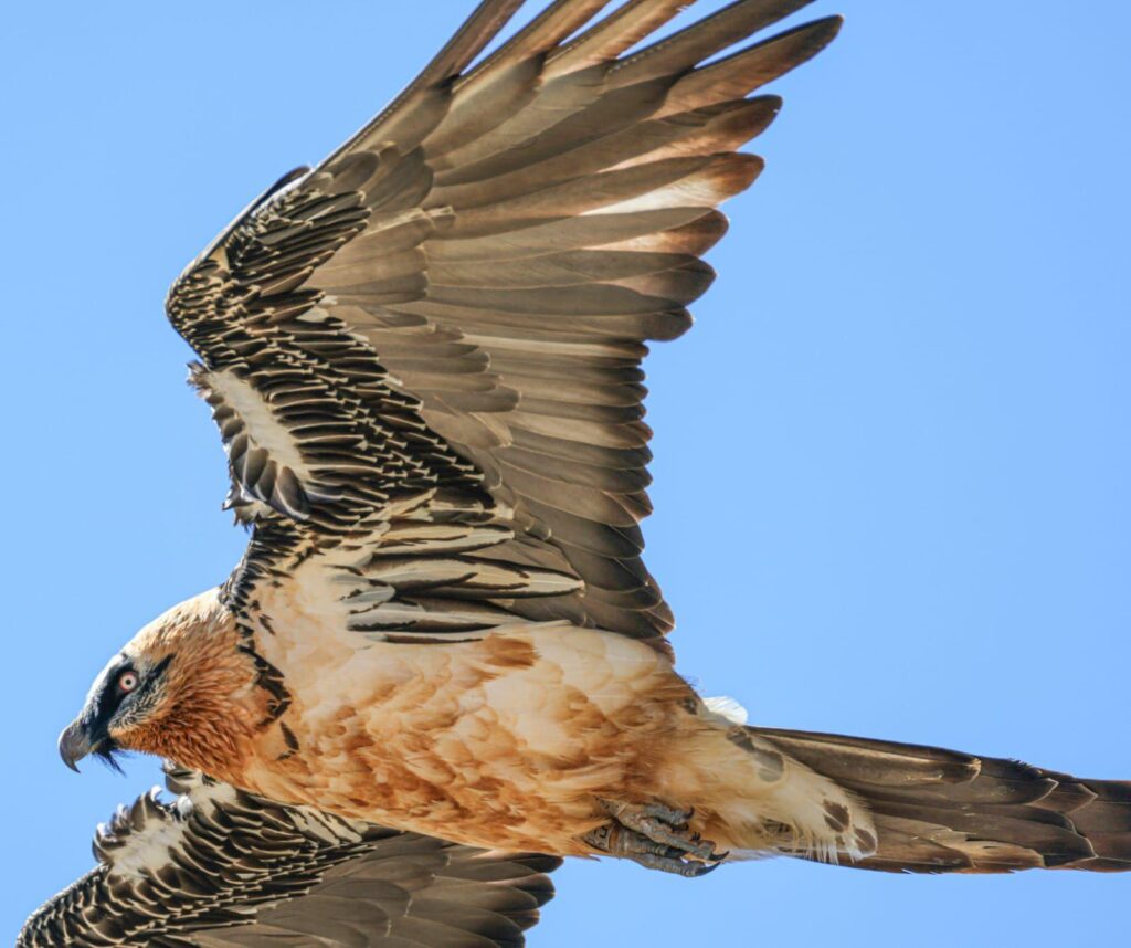 Bearded Vulture Clapas (c) Virgile Graci – Alpine Wingspans