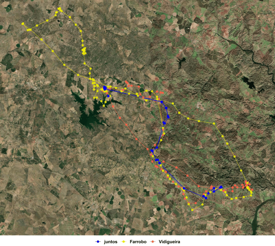 Movements of Cinereous Vultures Farrobo (yellow) and Vidigueira (orange); synchronised movements highlighted in blue. 