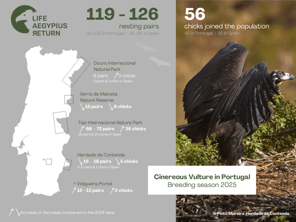 Graphic representation of the Cinereous vulture breeding results in Portugal in 2025