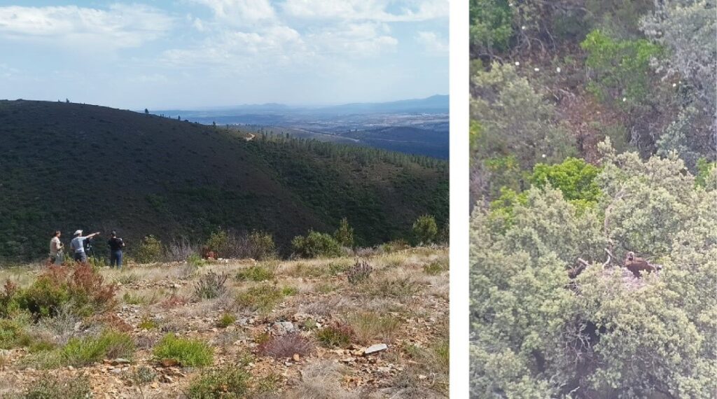 people monitoring a cinereous vulture nest, and the telescopi image of the nest on the side, with a visible adult vulture inside