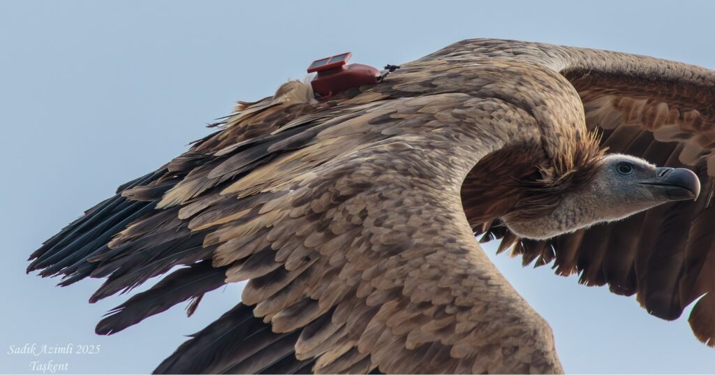 Releasing the Griffon Vulture in Taskent 