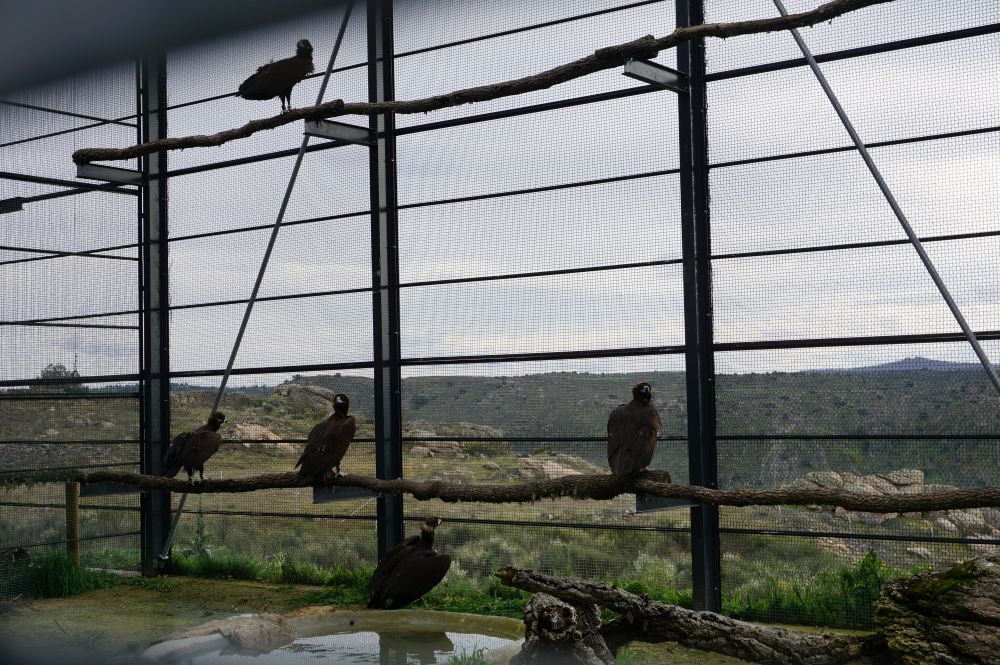 Cinereous Vultures acclimatising in the Douro International. ©LIFE Aegypius Return