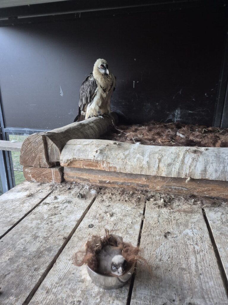First Bearded Vulture chick of the season 25-26 © Parc Animalier des Pyrénées