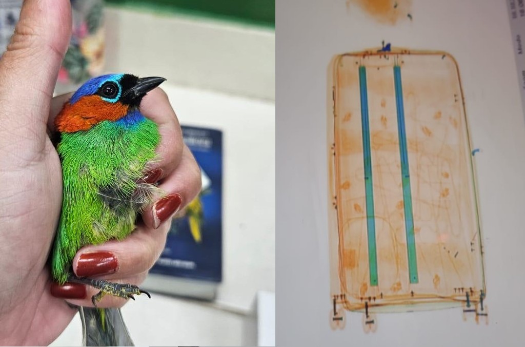 Brazilian authorities broke up a sophisticated wildlife trafficking ring during Operation Thunder 2025, rescuing more than 1,000 birds in the process. © Interpol
