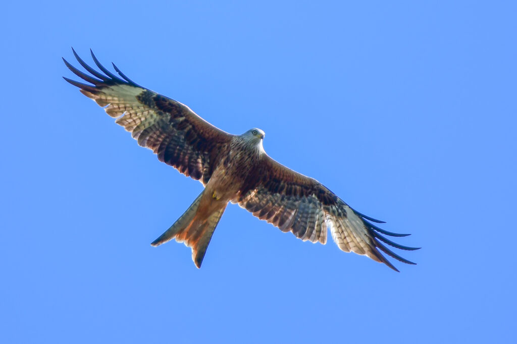 Red kite (Milvus milvus). © Paulo Monteiro/ SPEA