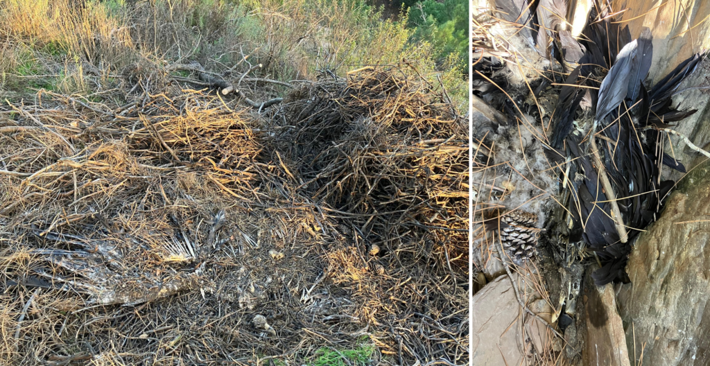 Images of Cinereous Vultures killed by the fall or collapse of the nest. On the left: two adults; on the right: a chick. ©LPN/Eduardo Santos 