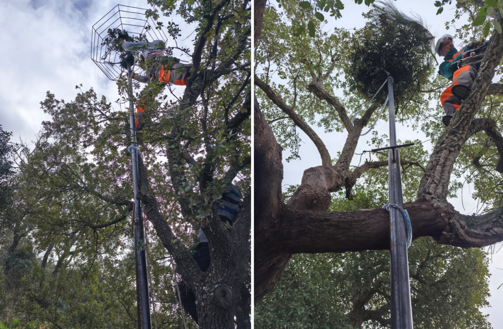 Installation of new nesting platforms in the Coa Valley. ©Faia Brava 