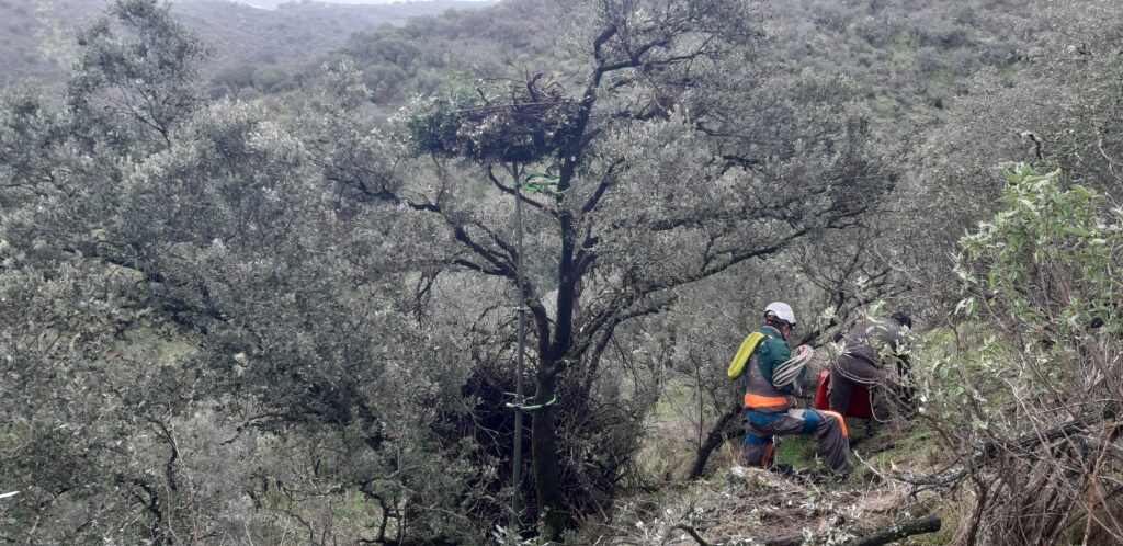 New nesting platform built in Tejo Internacional. Near the ground, it is possible to see the previous natural nest, which collapsed. ©Paulo Monteiro/SPEA 