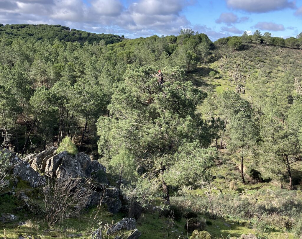 Work at height for the maintenance of Cinereous Vulture nests at Herdade da Contenda. ©LPN 