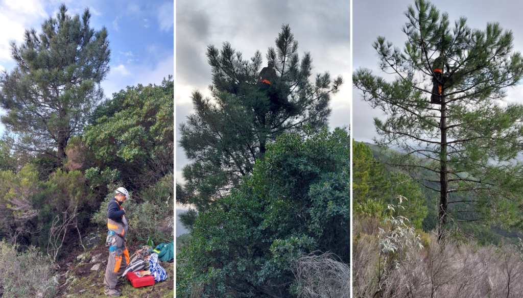 Work at height to build nesting platforms in the Sierra de Gata. ©FNYH