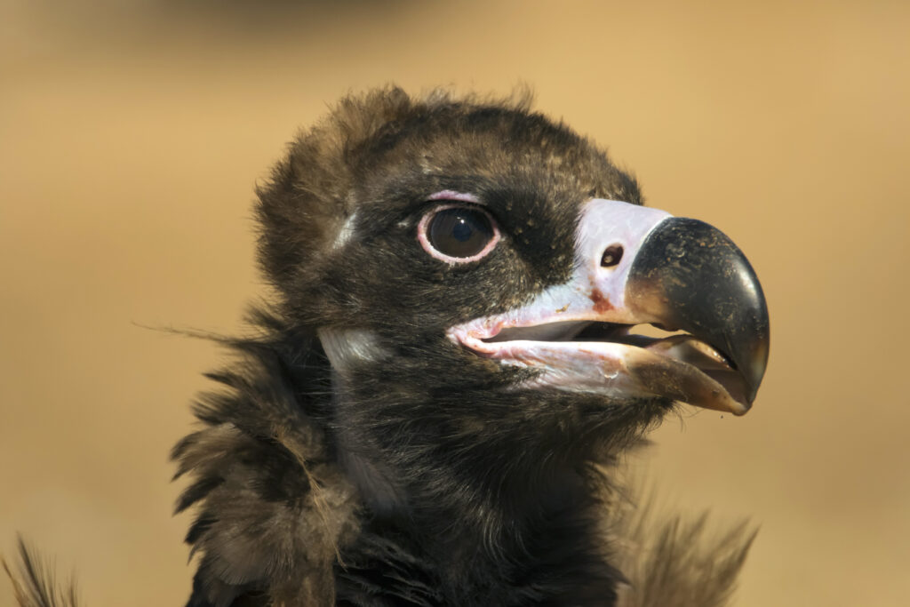 Cinereous Vulture (Aegypius monachus) ©Pedro Rego 