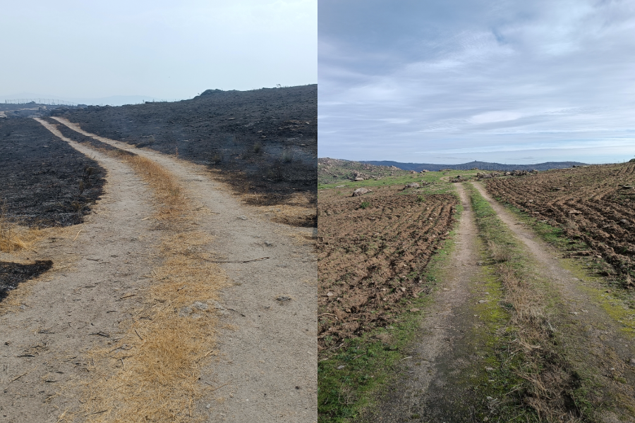Burnt area before and after sowing ©Palombar 