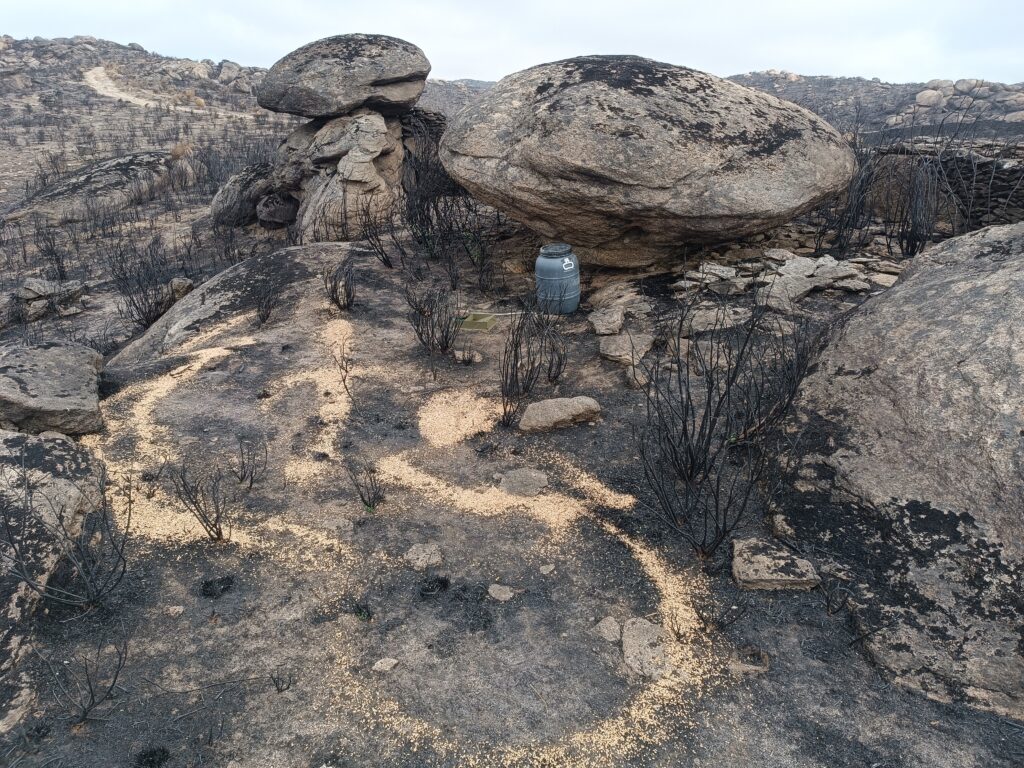 Watering and feeding stations installed fter the fire ©Palombar 