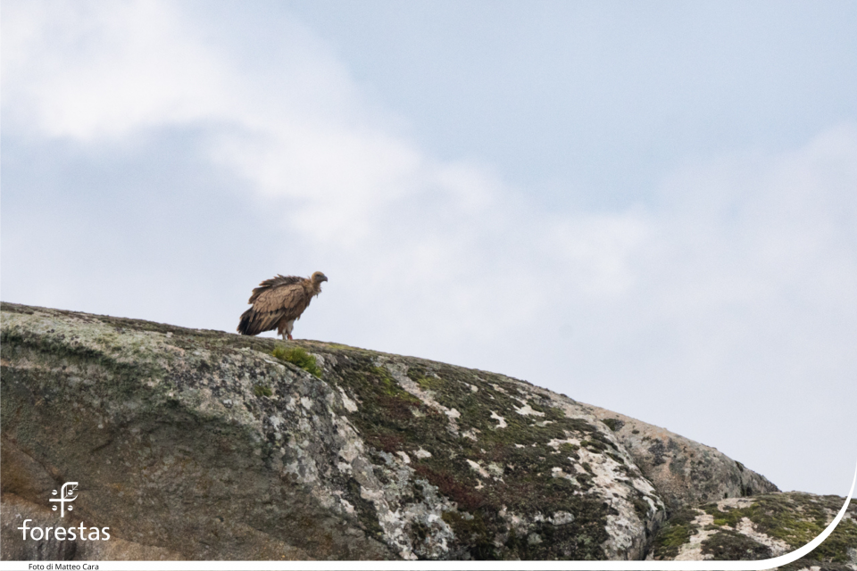 Griffon Vulture on a rocky cliff
