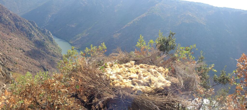 Artificial Cinereous Vulture nest built in the PNDI colony area ©Palombar 
