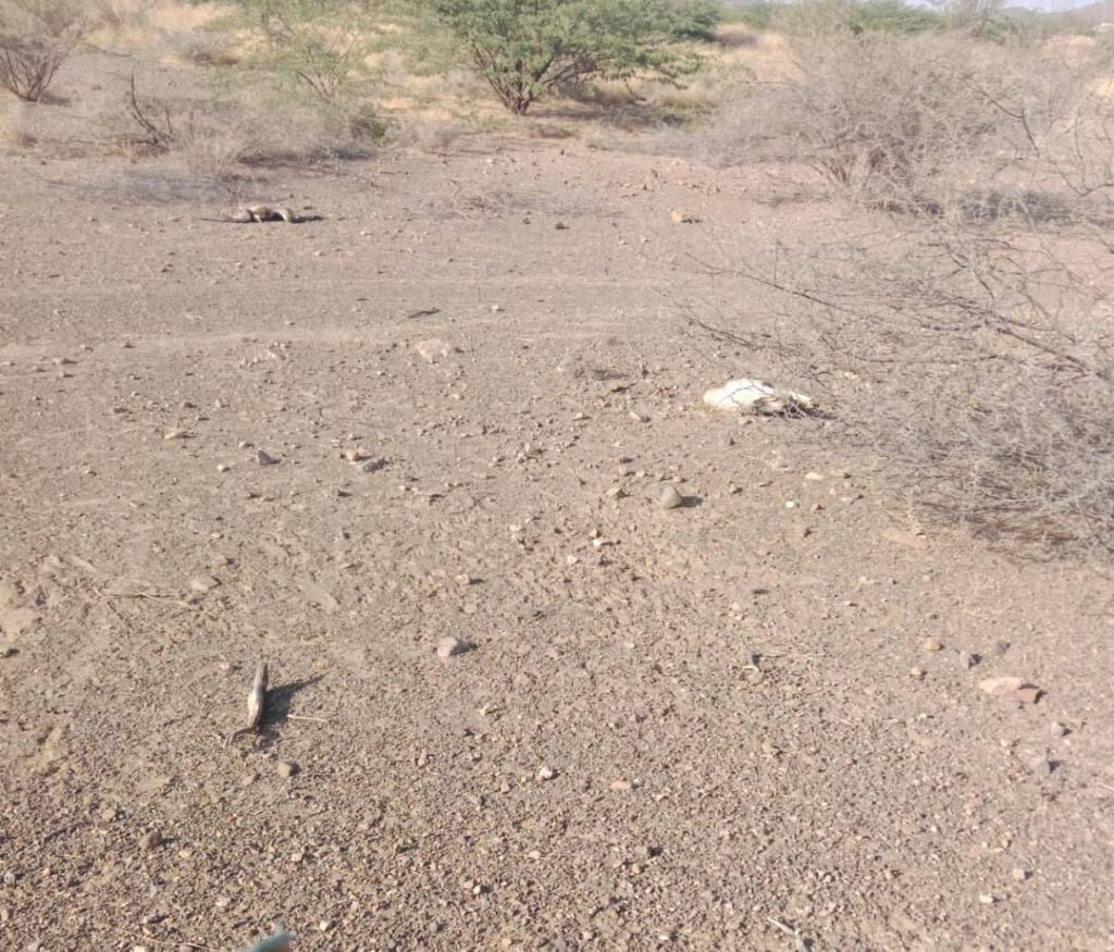 egyptian vultures poisoned Yemen Source: BSPB/ Egyptian Vulture New LIFE