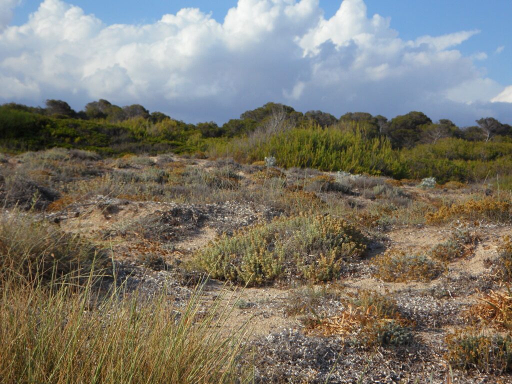 dry mediterranean grassland. Short grass on a rocky and sandy terrain, some trees in the background
