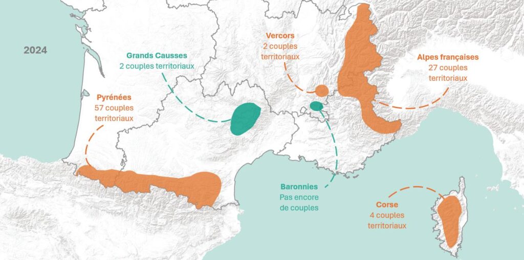 Distribution of the French population of Bearded Vultures and the number of territorial pairs in 2024 (c) Plan national d’actions en faveur du Gypaète barbu (2026-2034) 