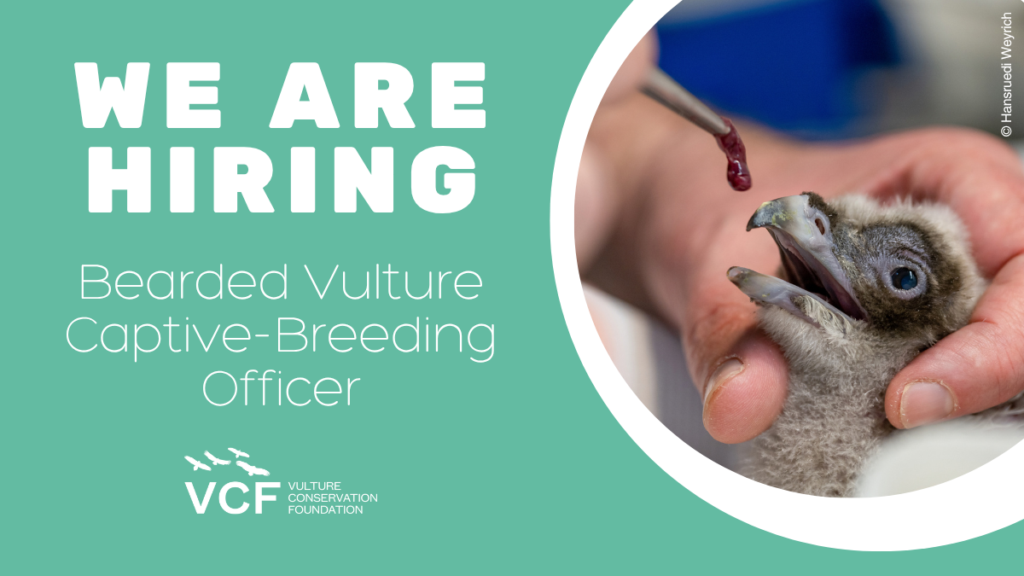 Bearded Vulture Captive-Breeding Officer