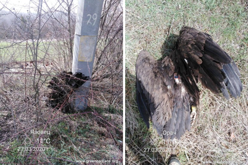 Cinereous Vulture killed by electrocution in Bulgaria ©Lachezar Bonchev:FWFF