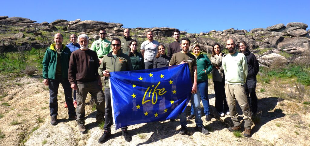 New group of Cinereous Vultures in the acclimatization programme ©Palombar