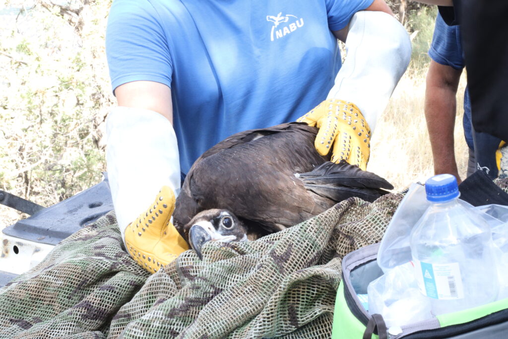 Young Cinereous Vulture in a net with people handling it