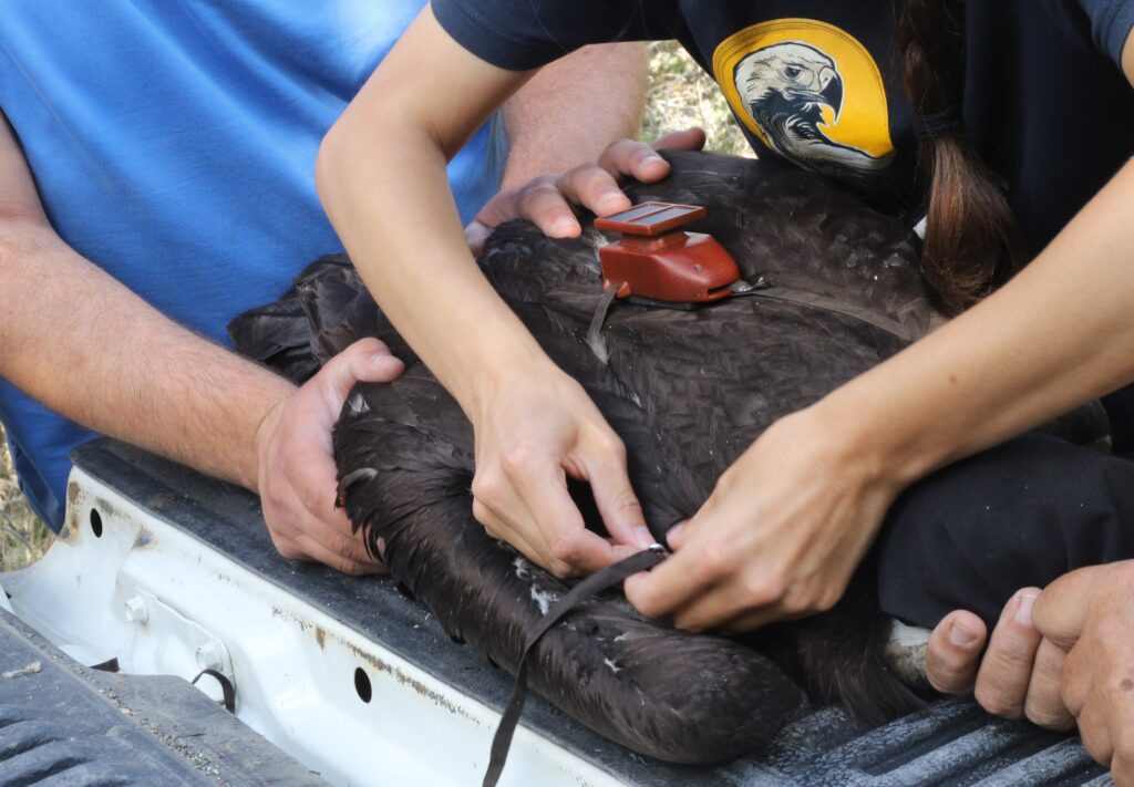 People putting a GPS tag on a young Cinereous Vulture