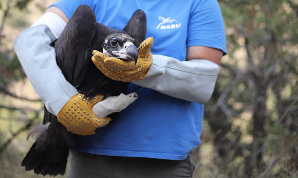 A human handling a young Cinereous Vulture