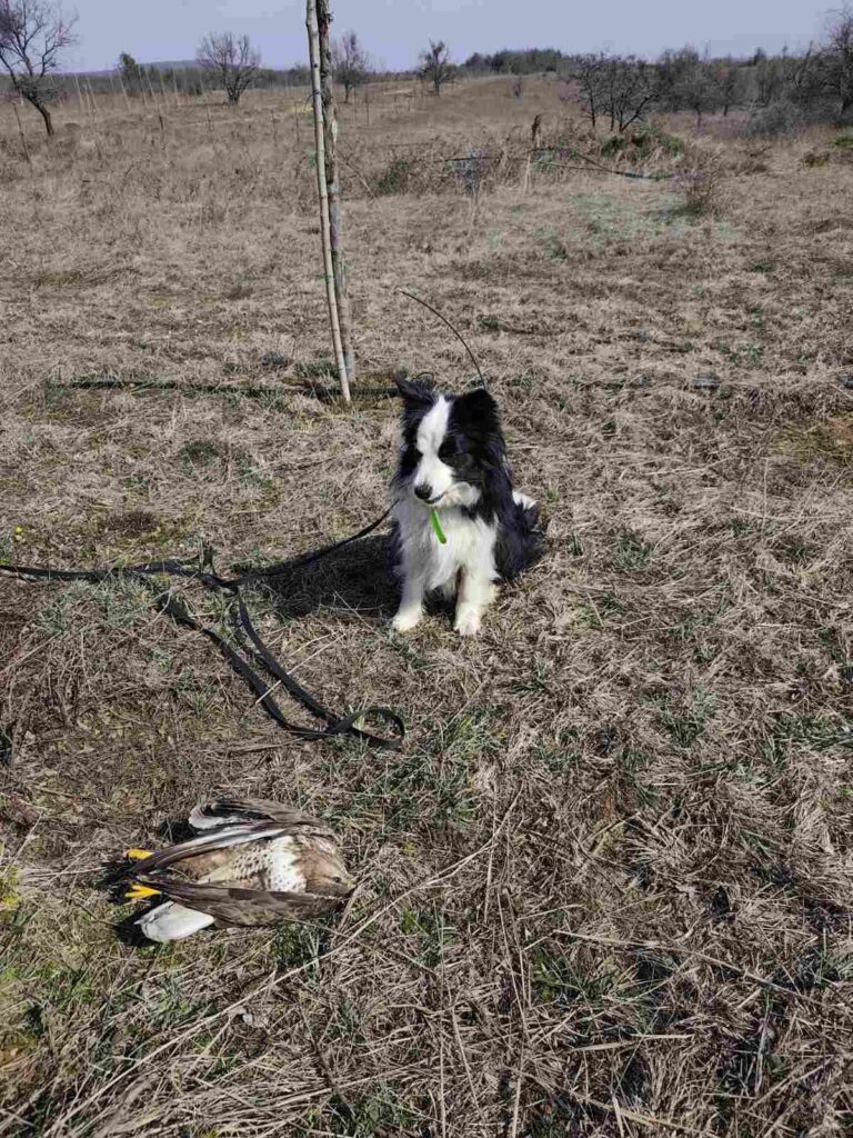 Dog near a dead buzzard