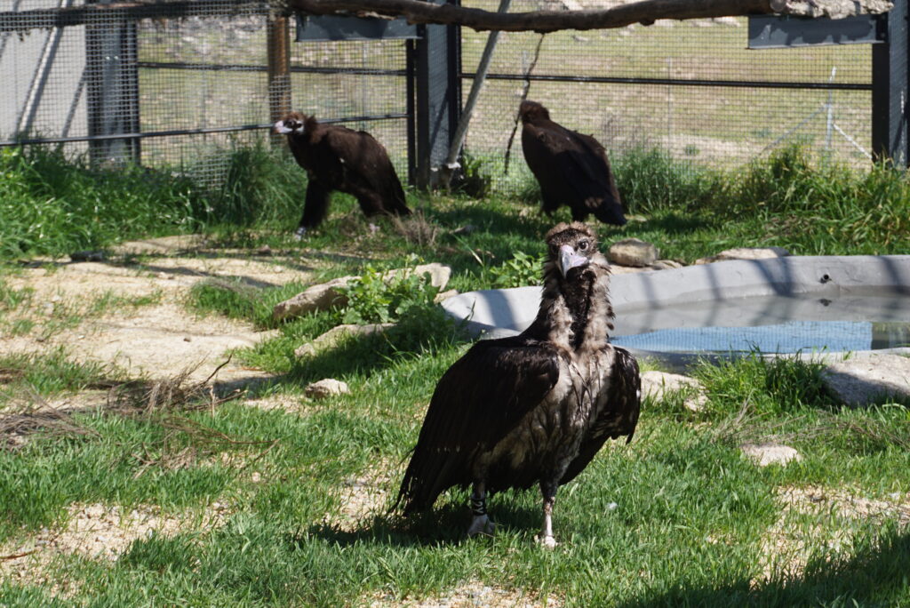 New group of Cinereous Vultures in the acclimatization programme ©Palombar 