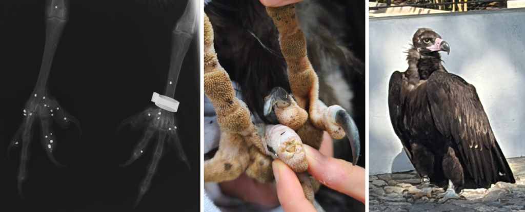 Pousio: X-ray revealing pellets and fragments; amputated claw; rescue in Serpa following his initial release. 