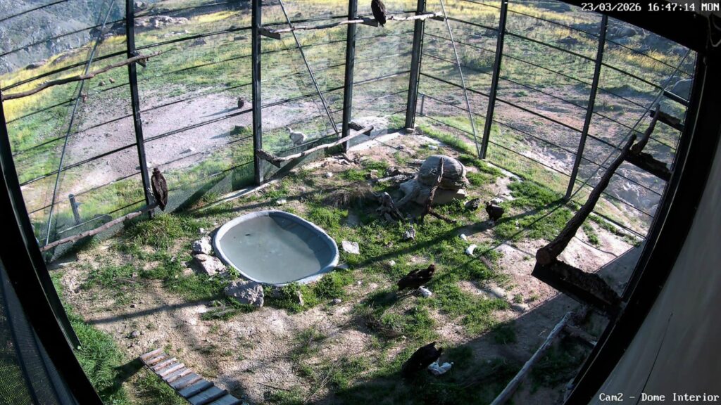 The new group of Cinereous Vultures undergoing acclimatisation, with wild birds in the background. Image captured by CCTV. 