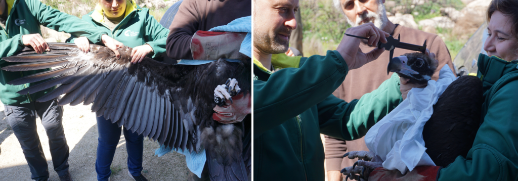 Veterinary check-up and collection of biometric data prior to admission to the acclimatisation © Palombar 