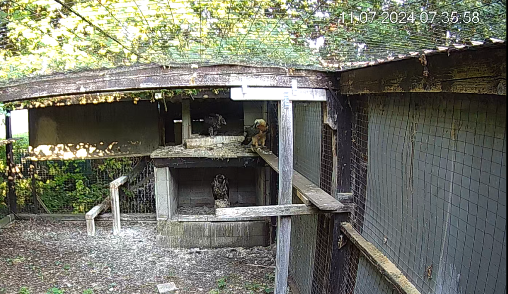 Bearded Vulture BG006 - double adoption © RFZ