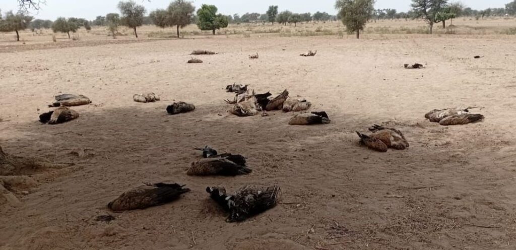 several Griffon and Ruppel's vultures dead in a field in Senegal