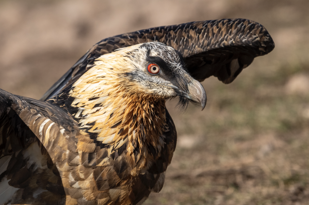 Bearded Vulture © Hansruedi Weyrich