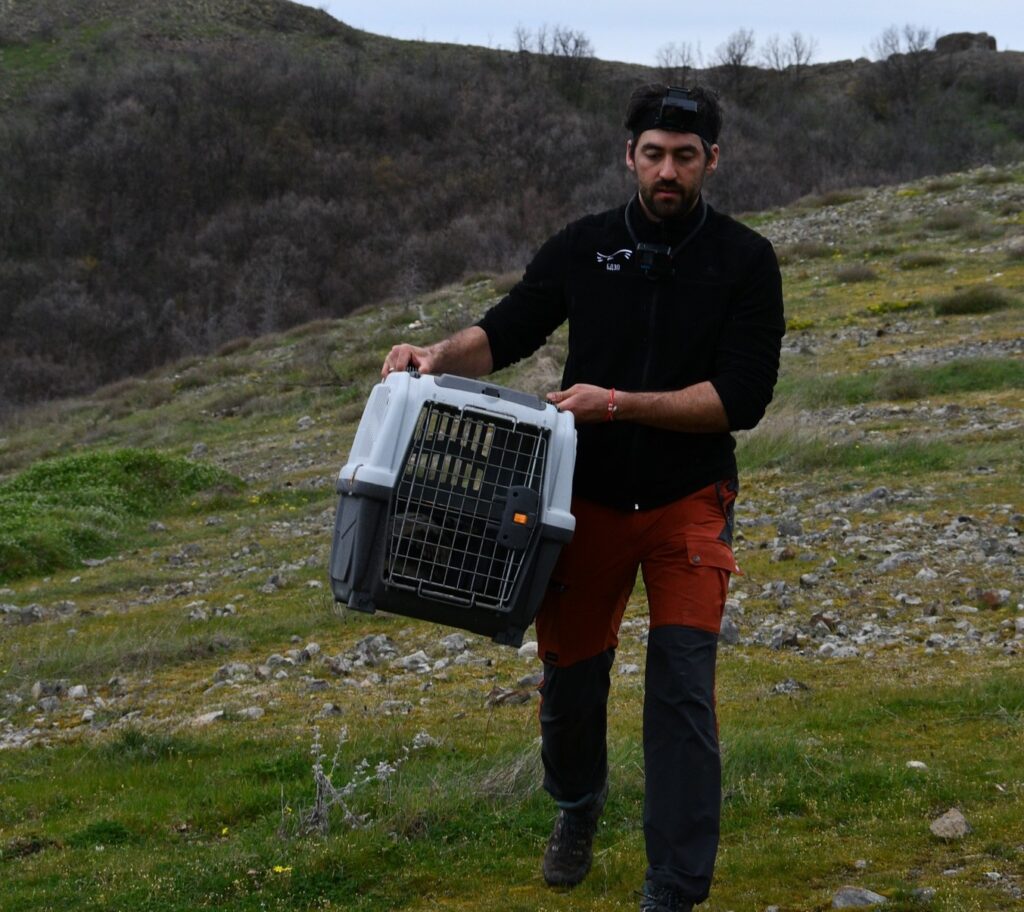 Taking Egyptian Vultures to the aviary © Yordanka Goranova - Lukanova, BSPB 