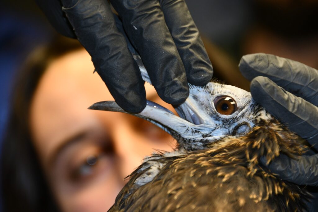 Examining an Egyptian Vulture © Yordanka Goranova - Lukanova, BSPB